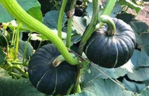 吃瓜原创网红,揭秘吃瓜原创网红的爆红之路