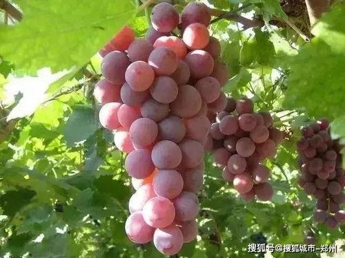 娱乐吃瓜酱葡萄娱乐,揭秘娱乐圈幕后故事与趣味瞬间 第2张 娱乐吃瓜酱葡萄娱乐,揭秘娱乐圈幕后故事与趣味瞬间 第2张