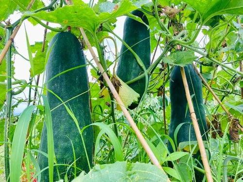 吃瓜劲爆免费,吃瓜劲爆,免费大放送! 第2张 吃瓜劲爆免费,吃瓜劲爆,免费大放送! 第2张